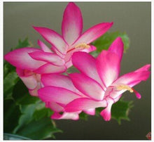 Zygocactus Schlumbergera Truncata Rainbow Seeds known for indoor Decorative Planting