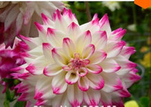 Dahlia Dahlia Pinnata White & Red Rare Seeds for a lasting addition to the Outdoor Gardens