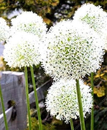 Allium Stellatum Prairie Onion Seeds (Allium stellatum) for growers stocking the Garden
