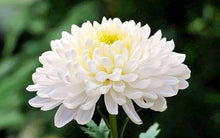 White Spider Chrysanthemum Seeds valued for bonsai Flowers