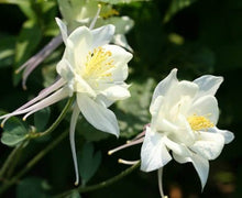 Mixed Aquilegia Columbine Seeds for a lasting display in the Flower Bed & Garden