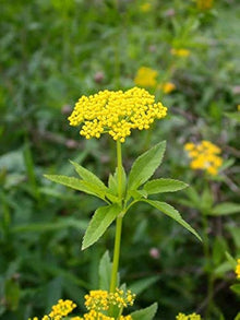 Golden Alexander Zizia Aurea Heart-Leaf Seeds for a lasting display in the Meadow Gardens