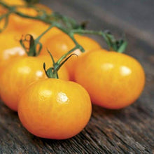 Heirloom Non-GMO Golden Juniata Tomato Seeds prized among growers for yellow-Gold, Sweet Tomatoes