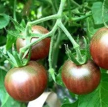 Rosella Tomato Seeds for growers stocking the Solanum patch balcony garden
