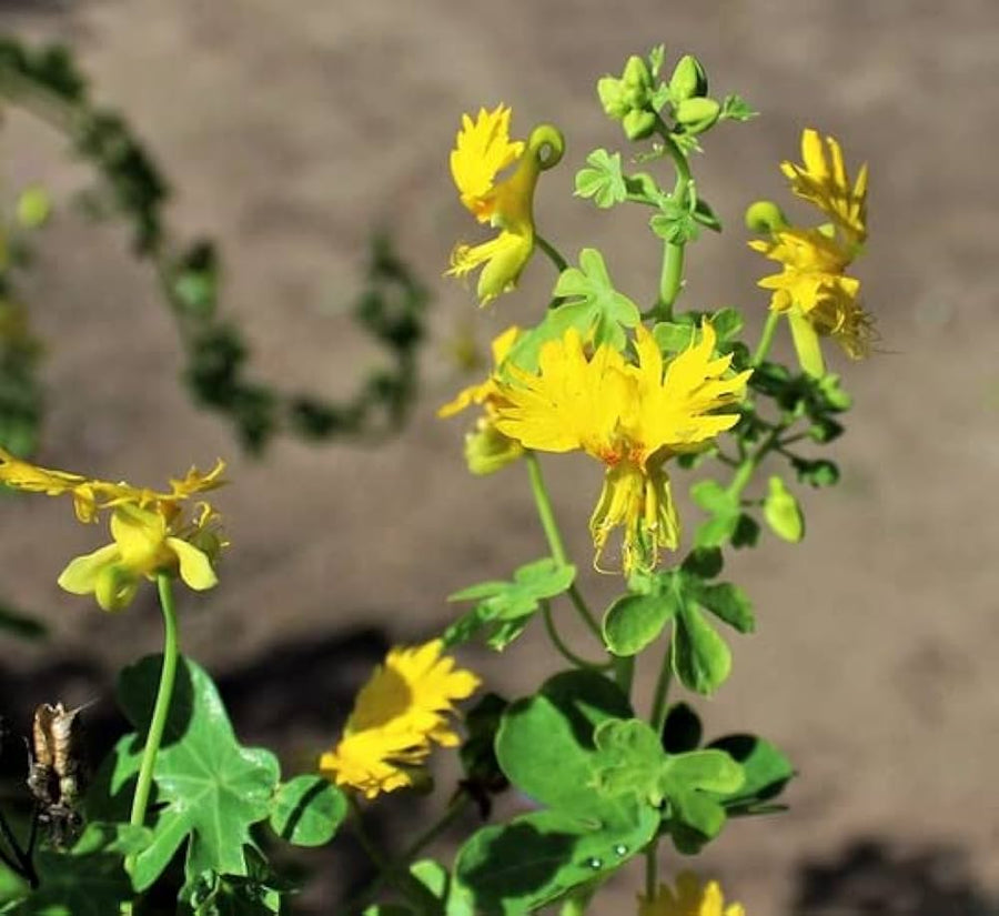 Light Yellow Tropaeolum (Tropaeolum spp.) for bonsai flower gardening