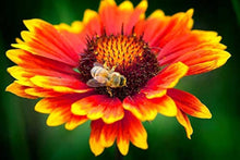 Kokardenblume Seeds grown for bees & Butterflies