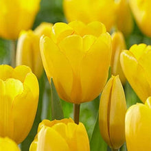 Light Yellow Perfume Tulip Seeds grown for beautiful Perennial Flowers