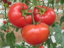 Organic Tomato – Solanum lycopersicum – for planting in home vegetable gardens