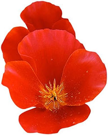 California Poppy Mixed Native Wildflower Seeds for gardeners building out beds and borders
