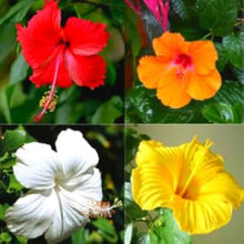 Chinese Hibiscus Hibiscus Rosa-Sinensis flower Seeds for seasonal color across the home garden and balcony planters