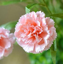 Carnation Seeds for reliable seasonal color