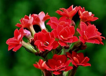 Kalanchoe Seeds for seasonal color across the Colorful, Low-Maintenance Garden Plants
