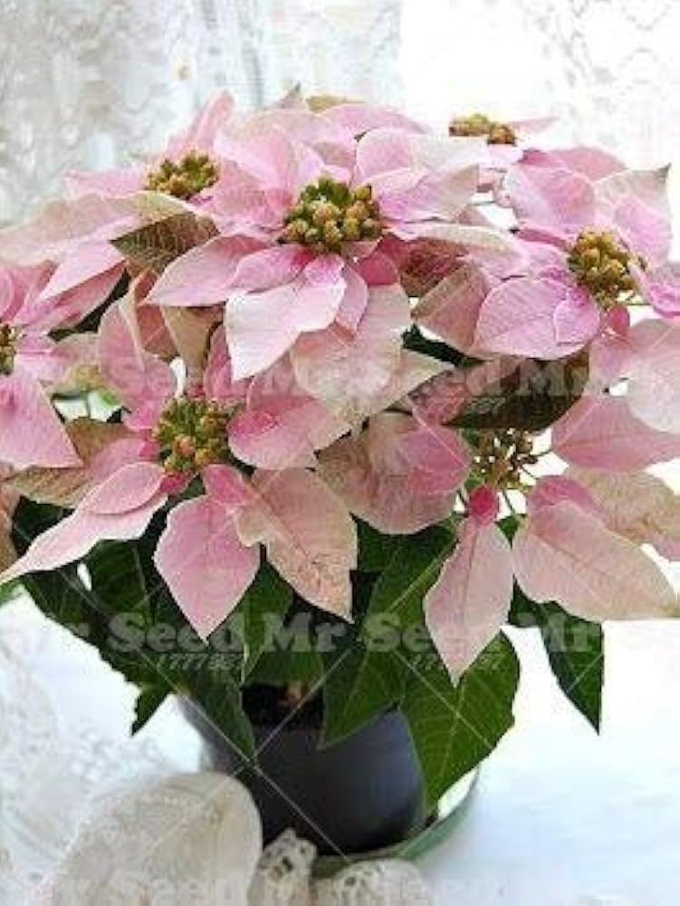 Poinsettia Plant ��������� Euphorbia pulcherrima ��������� for planting in dark pink garden