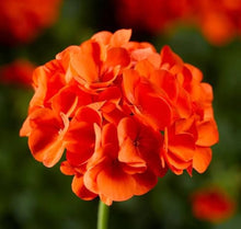 Geranium Seeds for a sweet addition to the home orchard