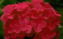 Hydrangea Hydrangea Macrophylla Mixed Seeds for trellises and fences in the Garden Seasonal Displays