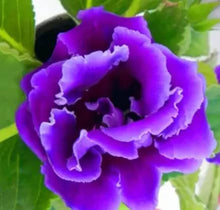 Gloxinia Seeds for a bright addition to the Flower Bed & Indoor Garden