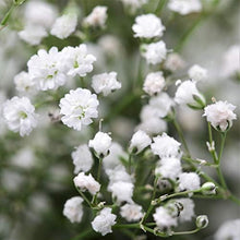 Happy Farm Gypsophila Sky Stars Seeds prized for decorative Perennial Flower Plants