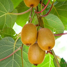 Kiwi (Seeds – Grow Tropical Kiwi Fruit Vines at Home) for planting in garden