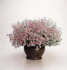 Diascia Diamonte Series Coral Rose Seeds for gardeners building out beds and borders