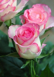 Pink Rose Rugosa Seeds for a lasting display in the Beautiful, Aromatic Garden Borders