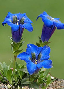 High-Quality Bonsai Plants - Largeleaf Gentian Plants for a lasting addition to the Blooming Gardens