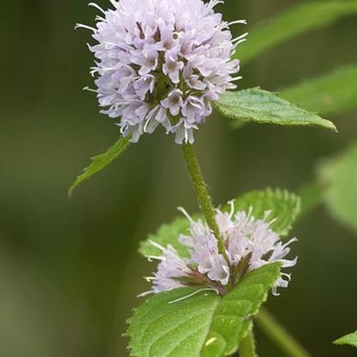 White Mint Plants for a fragrant addition to the herb patch