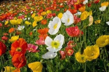 Iceland Poppy Mix Seeds (Papaver nudicaule) for a bright addition to the Flower Beds