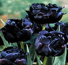 Tulip Seeds for a lasting addition to the landscape