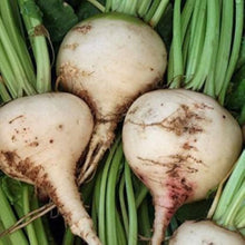 White Sugar Beet Seeds known for sweetener or Feed
