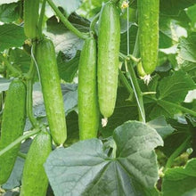 Dutch Small Cucumber Seeds (Cucumis sativus) for growers stocking the vegetable patch and urban gardens