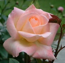 Rose Seeds (Rosa spp.) for a bright addition to the Flower Bed & Urban Garden