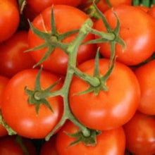 Burbank Slicing Tomato Seeds (Solanum lycopersicum) for growers stocking a kitchen garden