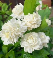 Jasminum Sambac Jasmine Seeds (Jasminum sambac) for a bright addition to the Garden