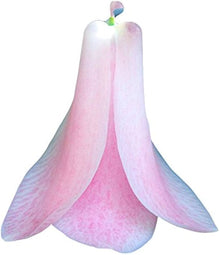 Chilean Bellflower Snowbird Seeds for gardeners building out beds and borders