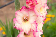 Gladiolus Perennial Seeds for gardeners building out beds and borders