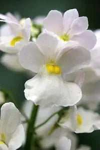 Nemesia Nemesia Strumosa White Knight Seeds for a bright addition to the Containers, Edging, and Hanging Baskets