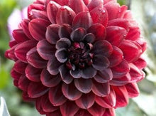 Dahlia Seeds for a bright addition to the White Garden