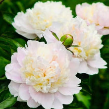 Peony Paeonia Lactiflora Green Seeds for seasonal color across the Home Garden Unique Displays