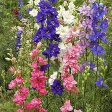 Larkspur Rocket Consolida Mixed Colors Hardy Seeds for reliable seasonal color