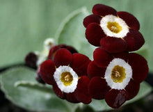 Primula Seeds (Primula vulgaris) for colorful blooms in the Flower Bed & Home Garden