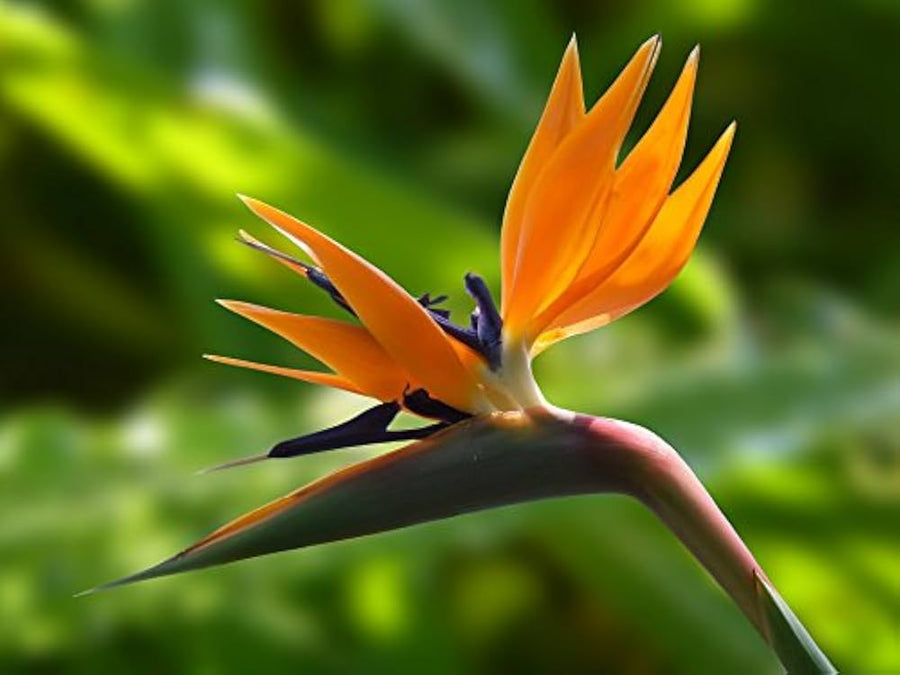 Bird of Paradise seeds ��������� Strelitzia reginae ��������� for planting in tropical garden
