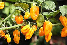 Aji Umba Hot Pepper Seeds (Capsicum chinense) for a reliable harvest in the Home Garden Planting