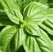 Bobo Victoria Rose Forget-Me-Not Seeds for gardeners building out beds and borders
