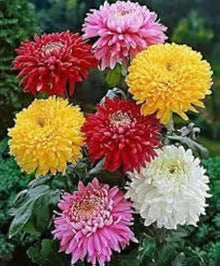 Chrysanthemum Chrysanthemum Morifolium flower Seeds for seasonal color across the home garden borders and flower beds