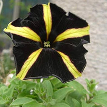 Petunia Petunia Hybrida Yellow with Black Playmates Seeds for a bright addition to the Pots, Borders, and Hanging Baskets