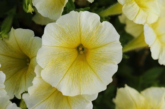 Double Leaves Petunia Flower - for planting in home garden