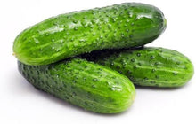 Wisconsin Pickling Cucumber Seeds for home growers seeking a reliable harvest