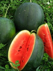 Sugar Baby Anguria Seeds for seasonal color across the Sweet, Small Watermelons in Your Garden