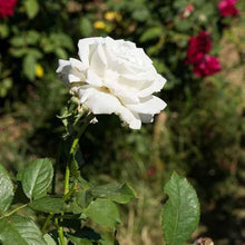 Rose Seeds for a lasting display in the Flat White Garden