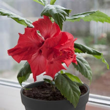 Hibiscus Seeds for a lasting addition to the landscape
